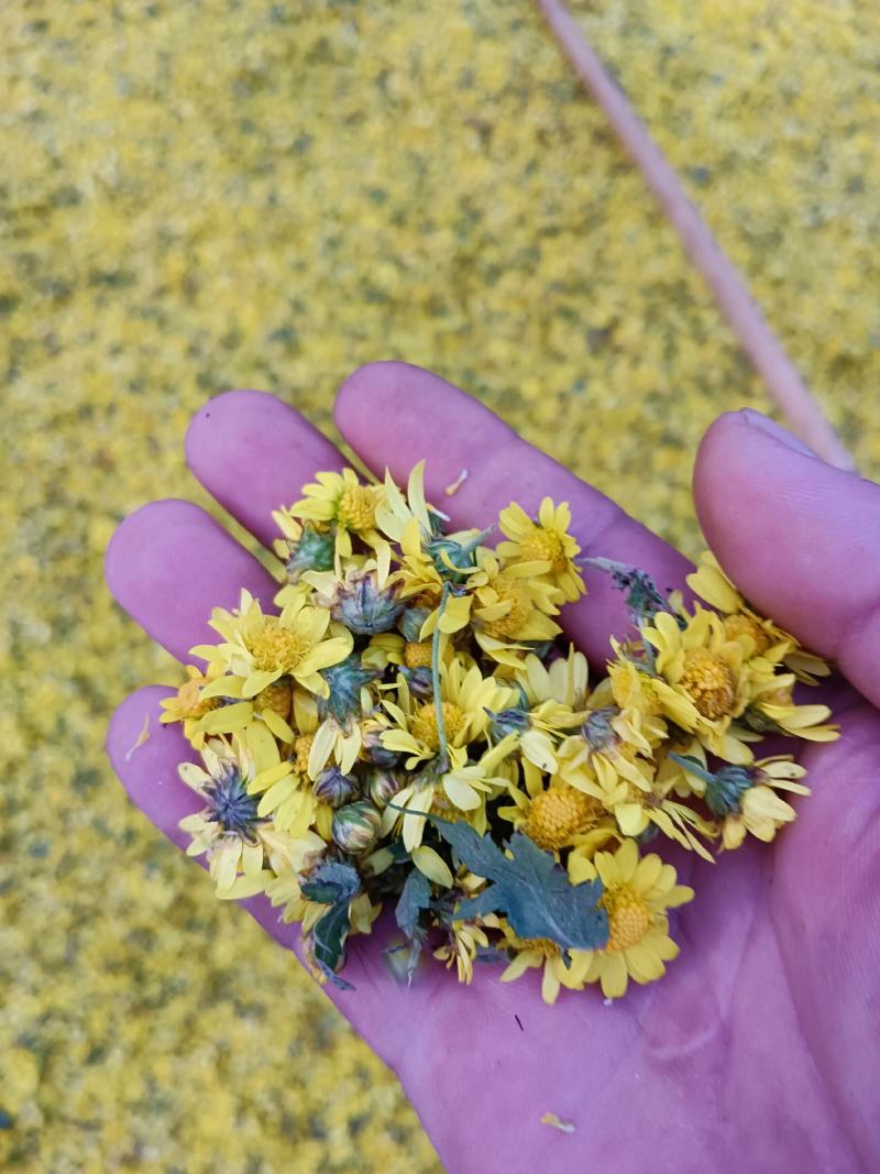 野菊花《野菊花，可以泡茶，醒酒养身产地大量供应》