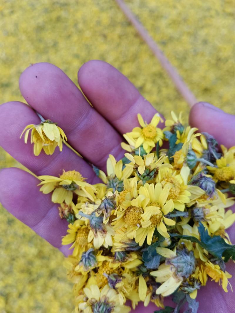 野菊花《野菊花，可以泡茶，醒酒养身产地大量供应》