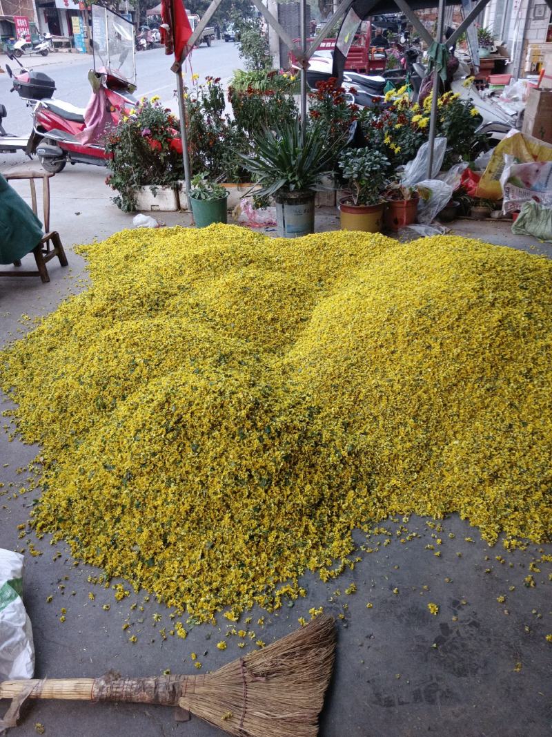 野菊花《野菊花，可以泡茶，醒酒养身产地大量供应》