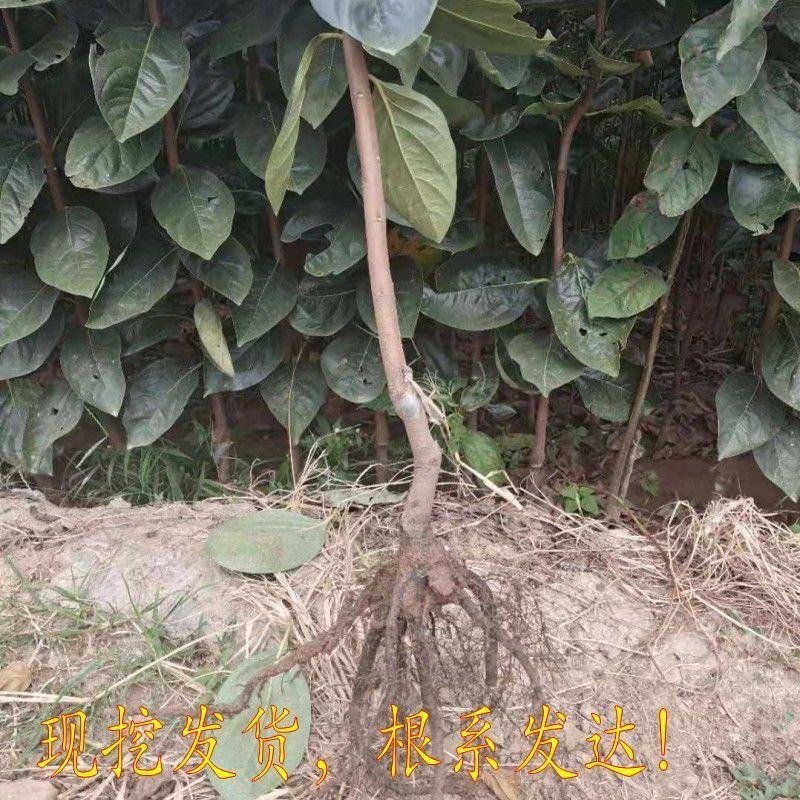 新品种太秋甜柿子苗大秋甜柿苗嫁接柿子树苗南北方种盆栽地栽