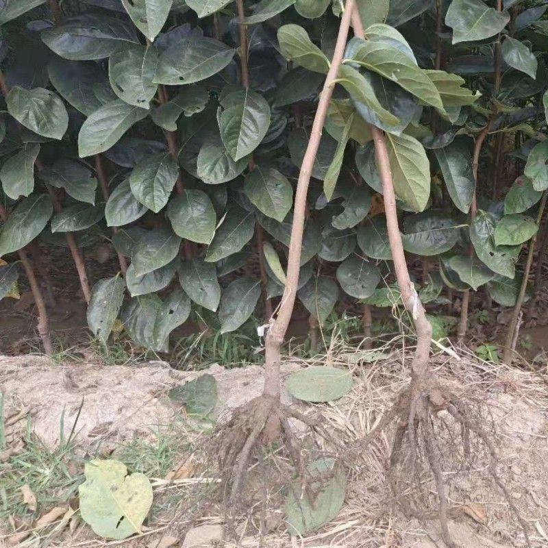新品种太秋甜柿子苗大秋甜柿苗嫁接柿子树苗南北方种盆栽地栽