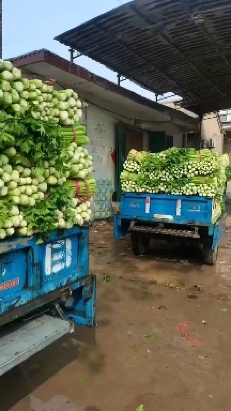 【芹菜上架】大中小颗原产地直供全国发货市场电商批发