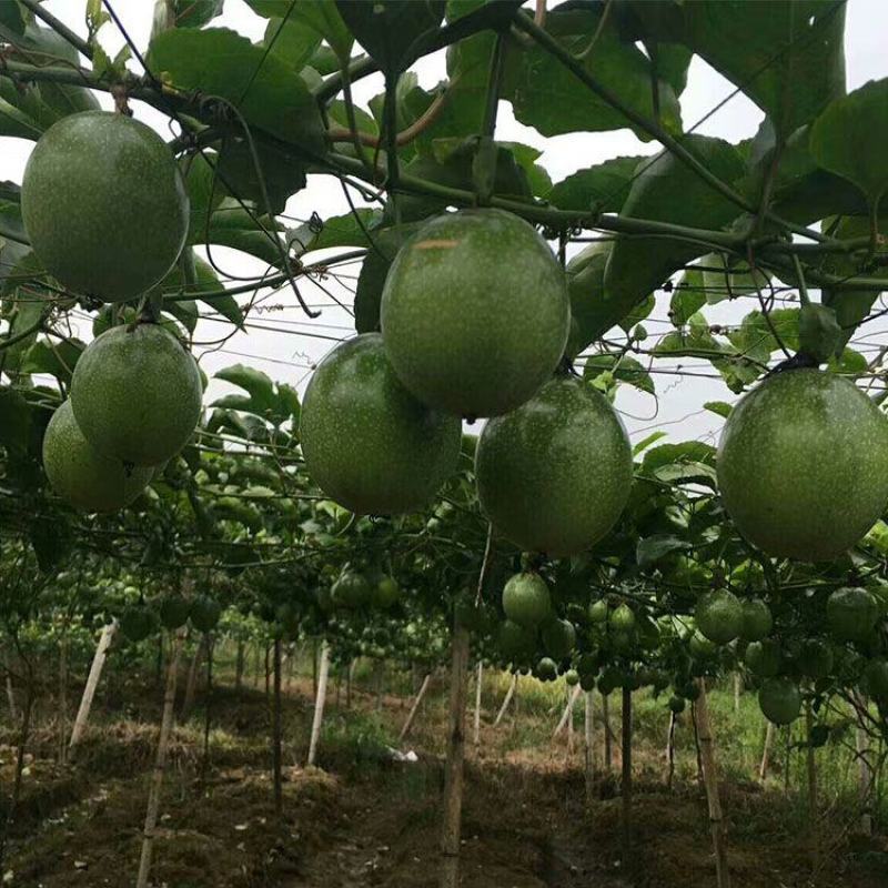 特大黄金巨无霸百香果苗树四季结果南北方可种盆栽1个2斤
