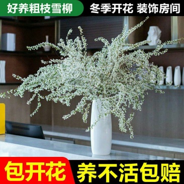 雪柳干雪柳枝雪柳鲜枝遇水开花水插室内好养水培植物阳台