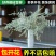雪柳干雪柳枝雪柳鲜枝遇水开花水插室内好养水培植物阳台