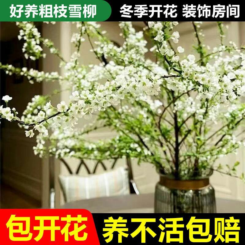 雪柳干雪柳枝雪柳鲜枝遇水开花水插室内好养水培植物阳台