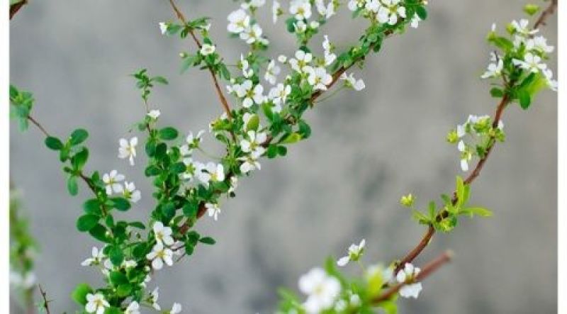 雪柳干雪柳枝雪柳鲜枝遇水开花水插室内好养水培植物阳台
