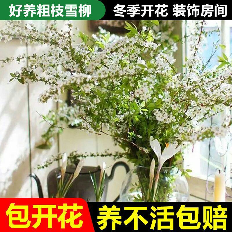 雪柳干雪柳枝雪柳鲜枝遇水开花水插室内好养水培植物阳台