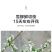 雪柳干雪柳枝雪柳鲜枝遇水开花水插室内好养水培植物阳台