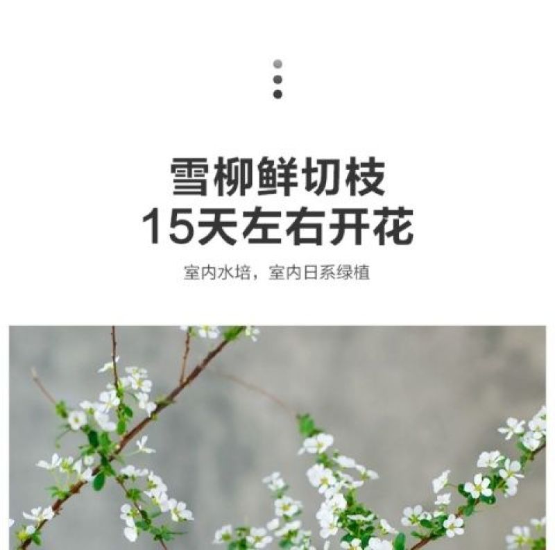 雪柳干雪柳枝雪柳鲜枝遇水开花水插室内好养水培植物阳台