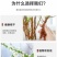 雪柳干雪柳枝雪柳鲜枝遇水开花水插室内好养水培植物阳台