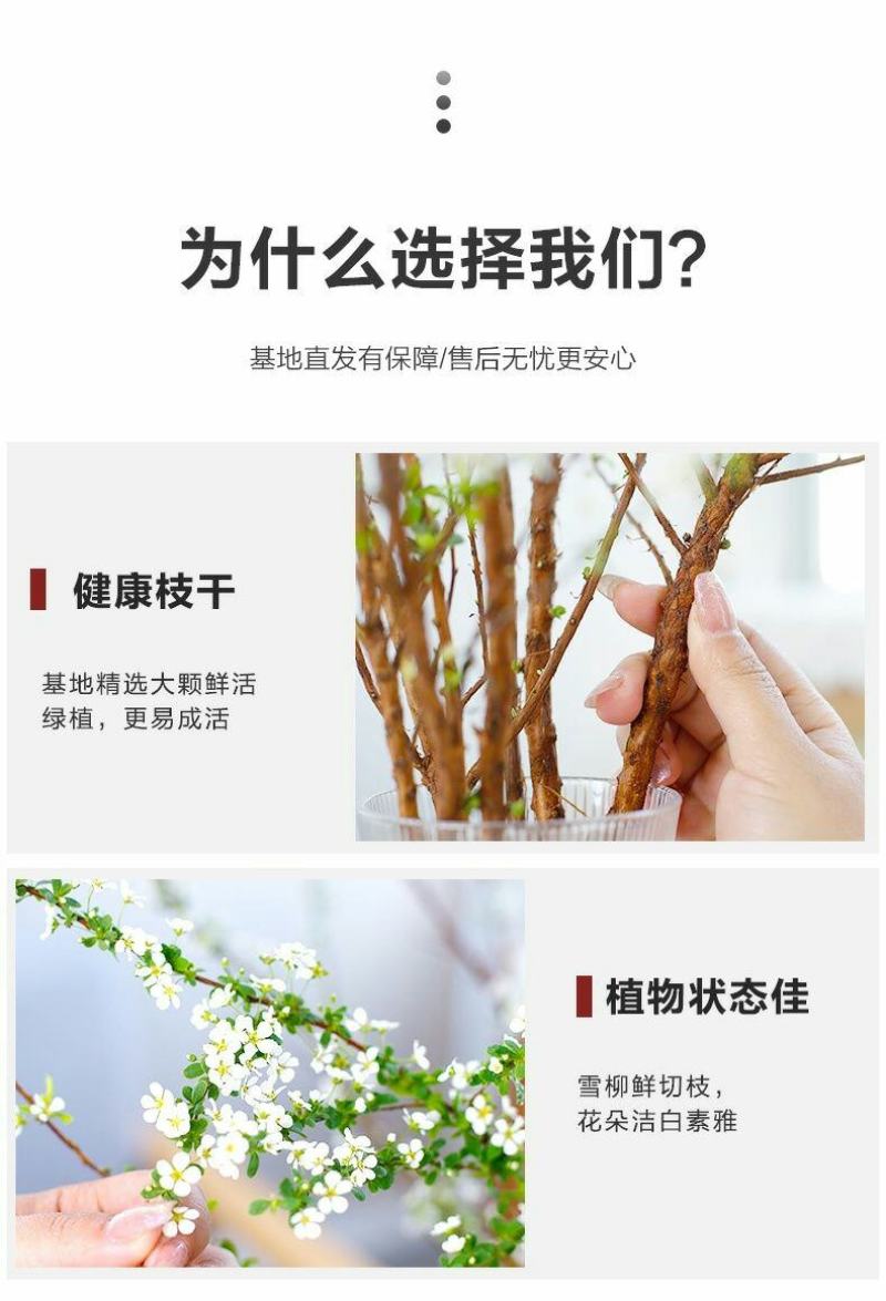 雪柳干雪柳枝雪柳鲜枝遇水开花水插室内好养水培植物阳台