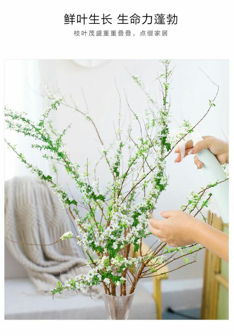 雪柳干雪柳枝雪柳鲜枝遇水开花水插室内好养水培植物阳台