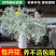 雪柳干雪柳枝雪柳鲜枝遇水开花水插室内好养水培植物阳台