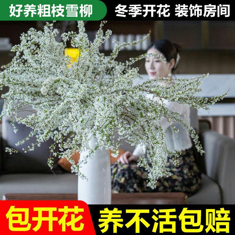 雪柳干雪柳枝雪柳鲜枝遇水开花水插室内好养水培植物阳台