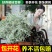 雪柳干雪柳枝雪柳鲜枝遇水开花水插室内好养水培植物阳台