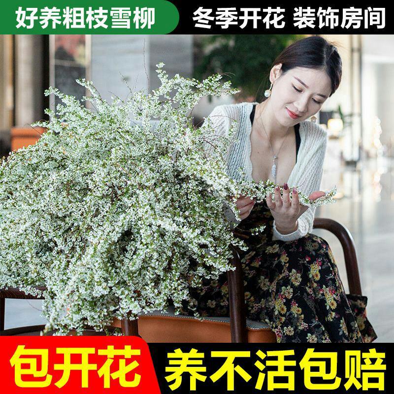 雪柳干雪柳枝雪柳鲜枝遇水开花水插室内好养水培植物阳台