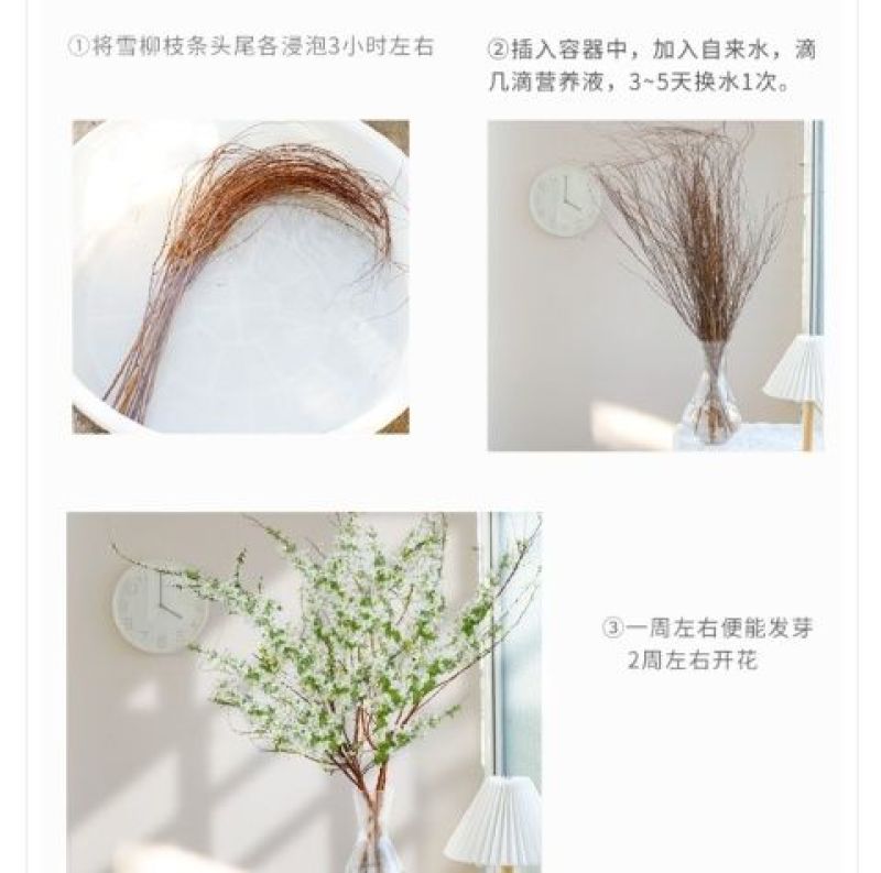 雪柳干雪柳枝雪柳鲜枝遇水开花水插室内好养水培植物阳台