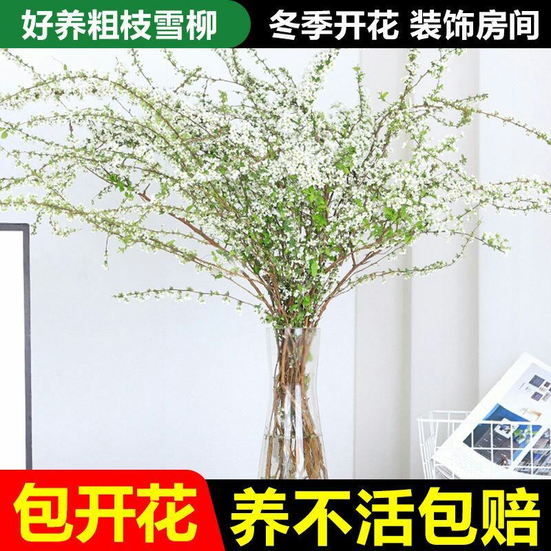 雪柳干雪柳枝雪柳鲜枝遇水开花水插室内好养水培植物阳台