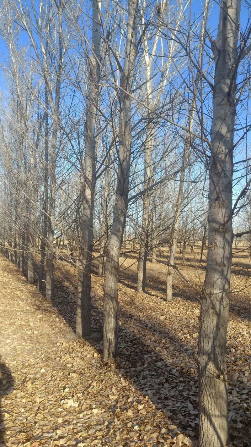 常年出售杨树，两米和两米六段