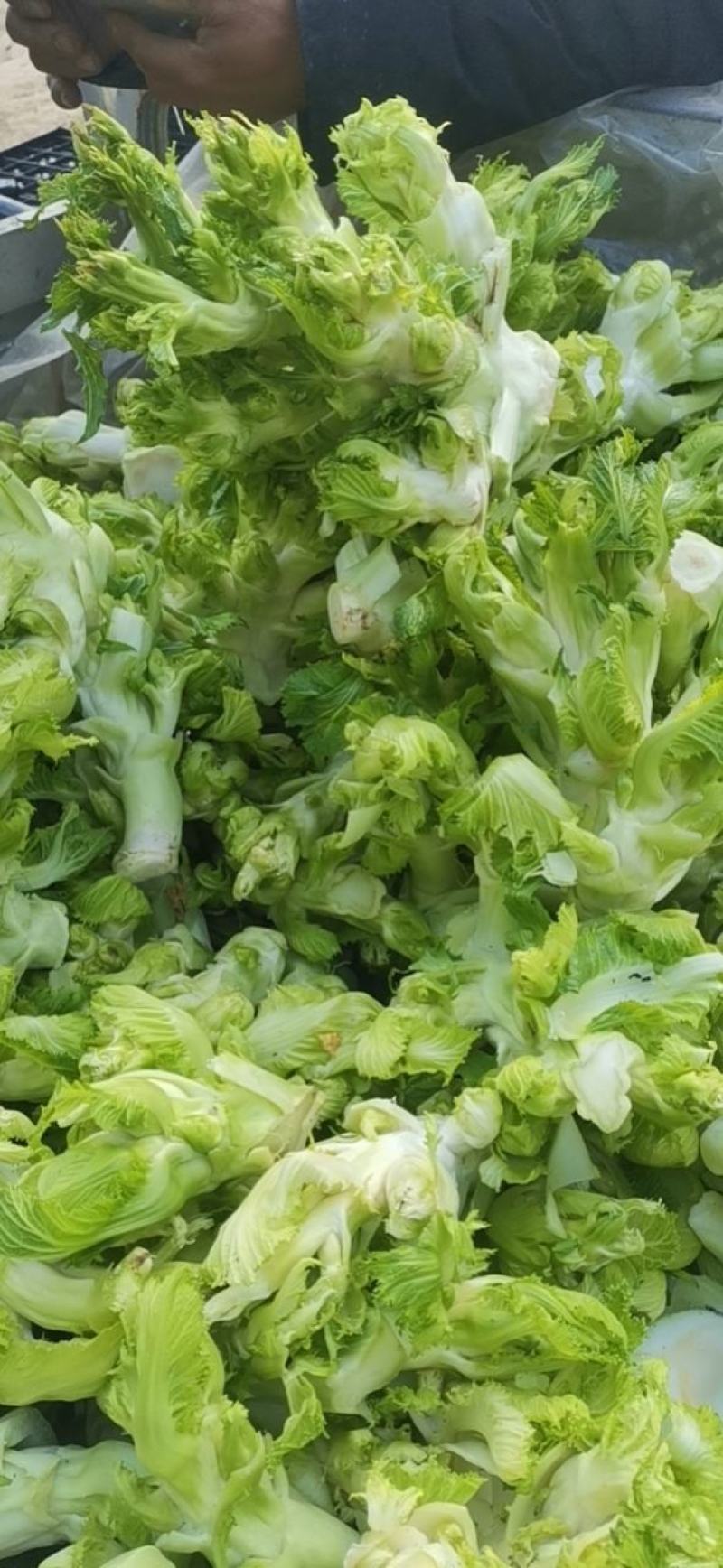 儿菜，万亩蔬菜基地，全国代发，一手货源，欢迎光临
