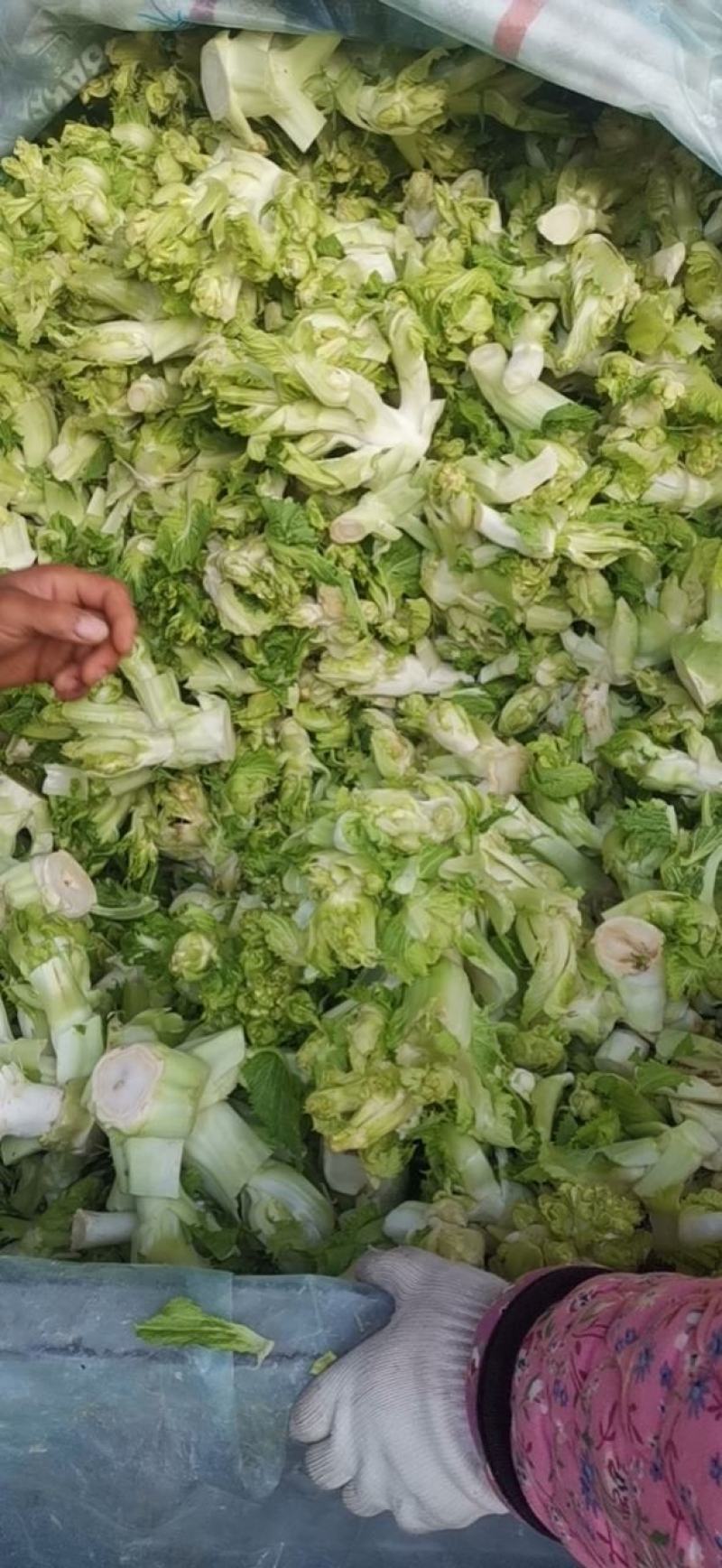 儿菜，万亩蔬菜基地，全国代发，一手货源，欢迎光临