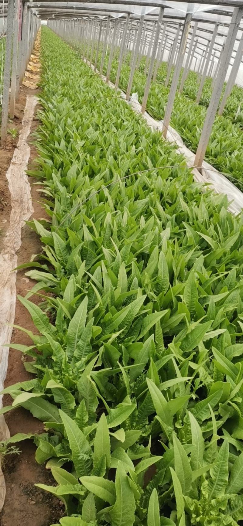 产地油麦菜