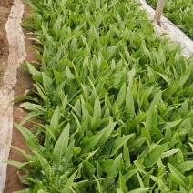 产地油麦菜