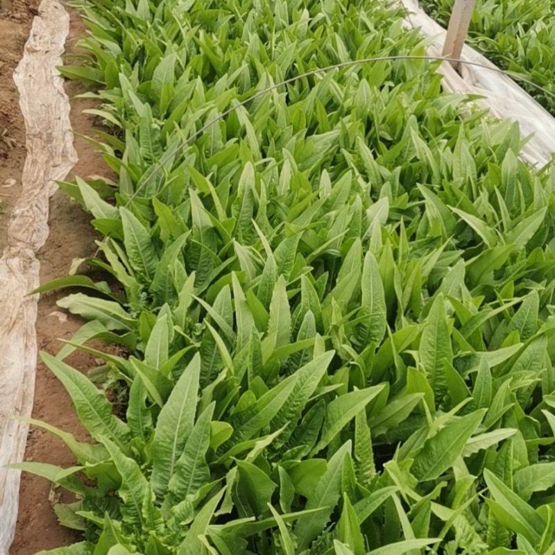 产地油麦菜