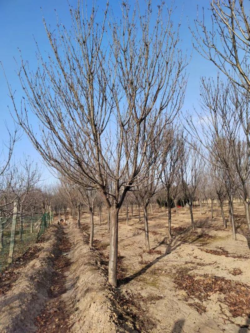 樱花，樱花哪里有，日本樱花，15公分樱花