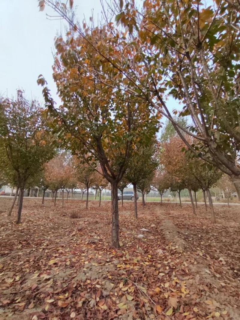 樱花，樱花哪里有，日本樱花，15公分樱花