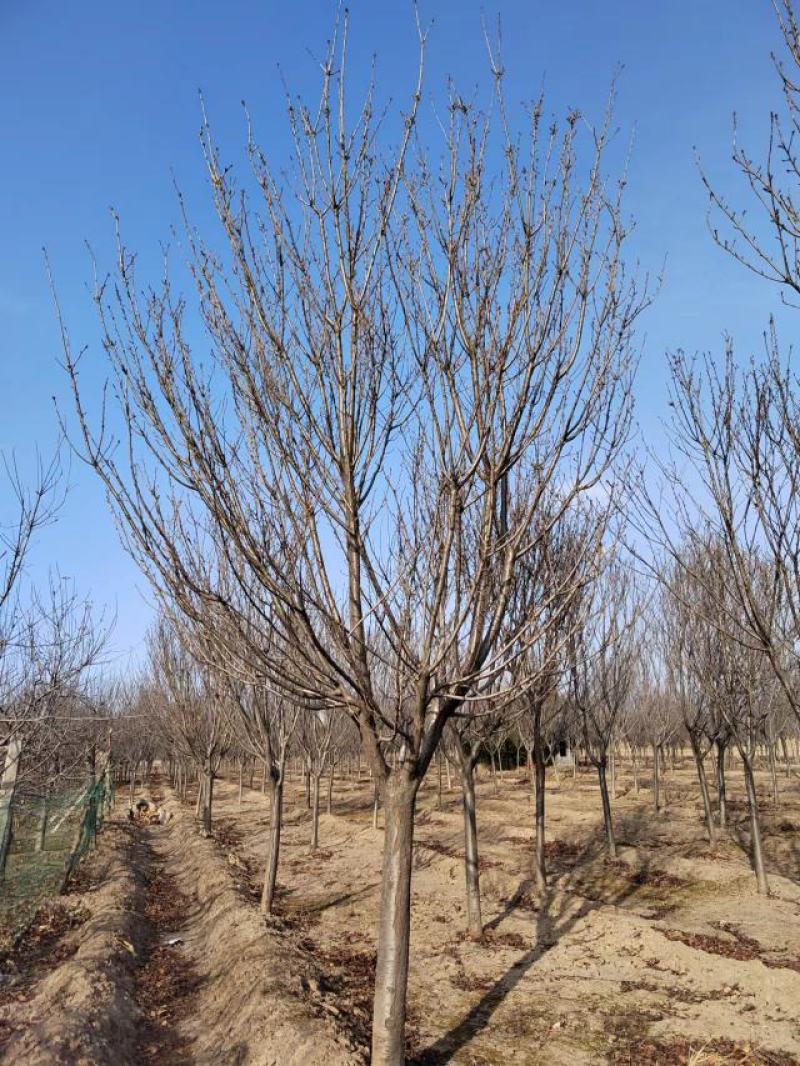樱花，樱花哪里有，日本樱花，15公分樱花