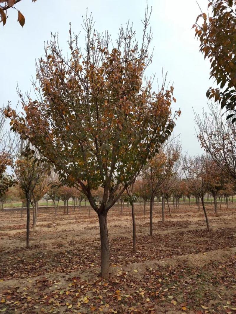 樱花，樱花哪里有，日本樱花，15公分樱花