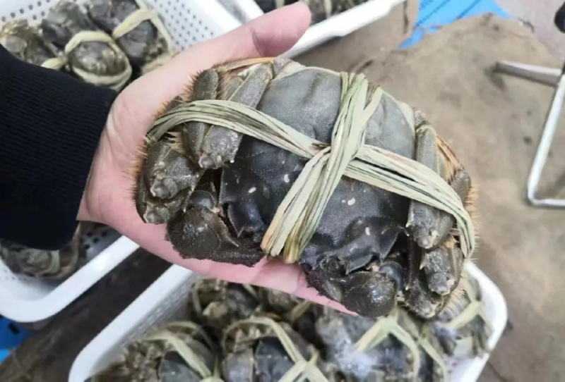 【精品】固城湖大闸蟹公蟹3.0两新鲜食用，质量保证