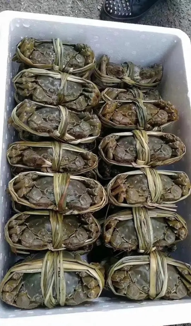 【精品】固城湖大闸蟹公蟹3.0两新鲜食用，质量保证