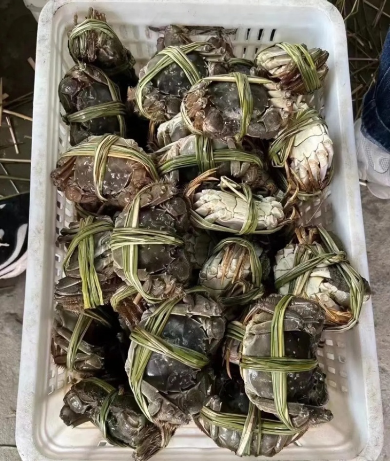 【精品】固城湖大闸蟹公蟹3.0两新鲜食用，质量保证