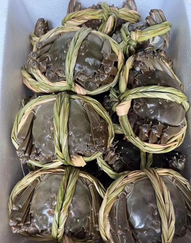 【精品】固城湖大闸蟹公蟹3.0两新鲜食用，质量保证