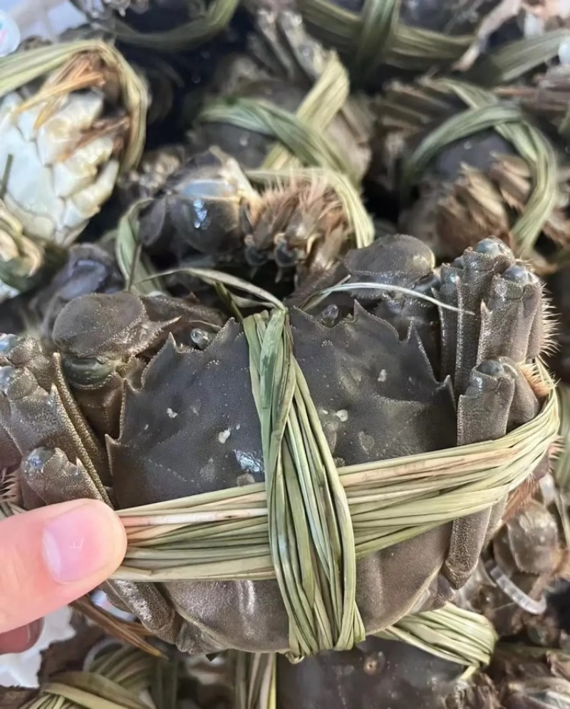 【精品】固城湖大闸蟹公蟹3.0两新鲜食用，质量保证