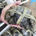 新鲜货，阳澄湖大闸蟹食用2.3两-2.5两/只雌产地发货