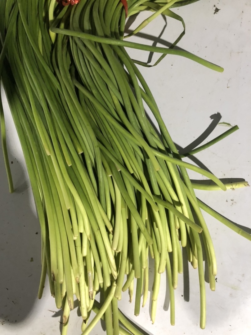 蒜苔全年供应电商商超。。
