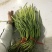 蒜苔全年供应电商商超。。