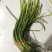 蒜苔全年供应电商商超。。