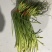 蒜苔全年供应电商商超。。