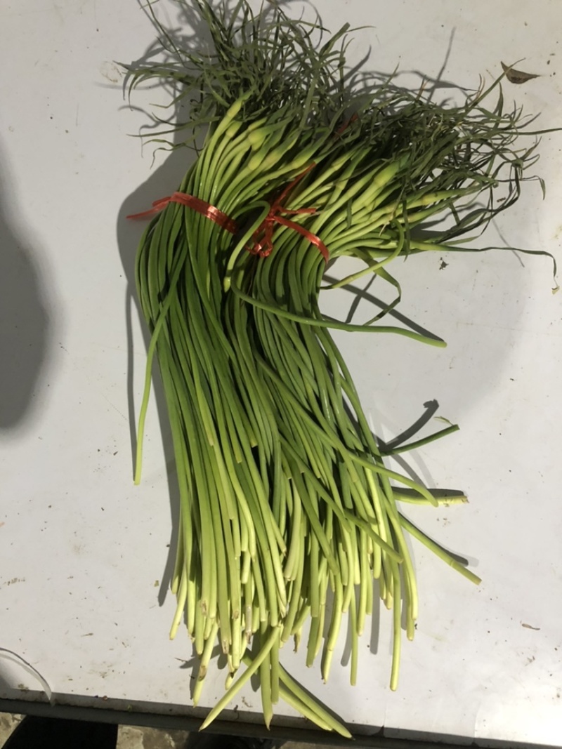 蒜苔全年供应电商商超。。