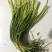蒜苔全年供应电商商超。。
