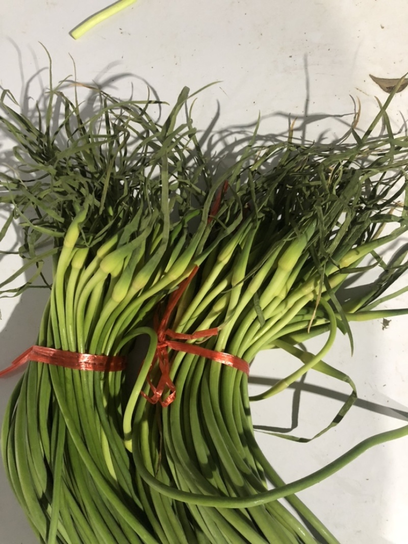 蒜苔全年供应电商商超。。
