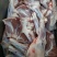 内蒙古锡林郭勒羔羊前腿，6至8条装。肉质鲜美。
