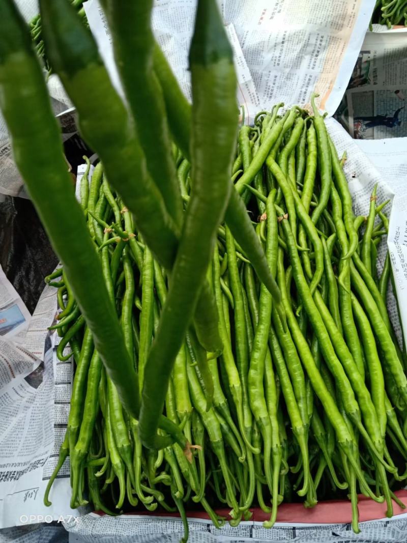 八号线椒，二荆条，品种全，货源丰富，欢迎全国各大市场选购