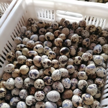 新鲜鹌鹑蛋，量大价优，可整车发货，能稳定供应，欢迎电联