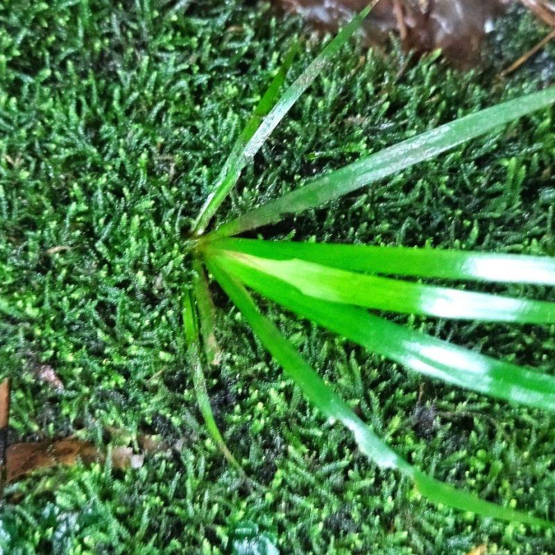 菖蒲盆景造型小棵苗